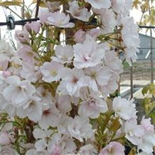 Søjle Japansk kirsebærtræ `Amanogawa'